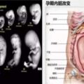 (90%人不知道!)胎寶寶越來越大，媽媽的內臟都被擠到哪裡去了？看完趕緊抱抱老婆