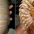 在海底2100米存活1億年的深海奇蟲，如今也成了吃貨的盤中餐