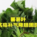 蕃薯葉抗癌補氣降膽固醇