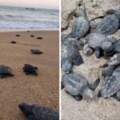 第一次這麼順利！巴西海岸因疫情沒有遊客　97隻罕見海龜成功孵化奔向大海