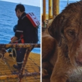 汪洋中驚見「海面上有一隻狗」　牠漂流200公里遇到工人拼命游過去：救我