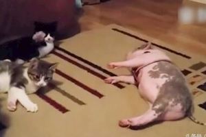 貓咪玩耍小豬來搗亂，貓咪一巴掌把它打倒，之後小豬做出令人笑翻的行為