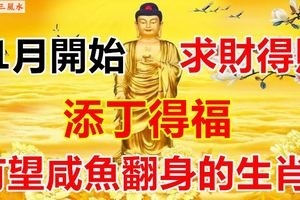 11月開始求財得財，添丁得福，有望鹹魚翻身的生肖！