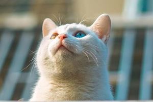 鄰家有「兩白」，陰陽眼大白貓和人來瘋薩摩耶，這麼可愛引得我每天都忍不住要去撩撩！
