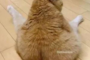 橘貓坐在地上大屁股惹網友調侃好生兒子，橘貓：我是公的好嗎!!!