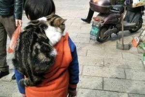 少年，人家上學背書包，老師看著你背上的貓，會是什麼感想？