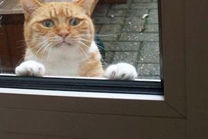 小貓咪闖禍被仍在窗外，在外面聲嘶力竭的求饒，最後的表情沒誰了