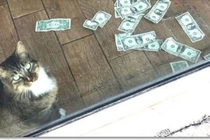 愛錢貓「每天搶路人的錢」！滿地鈔票除了買貓糧…牠還用在有意義的地方!