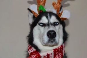 這絕對是有史以來，最討厭過聖誕節的狗子！