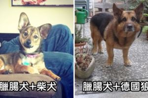 17隻讓大家都愛死牠們的「臘腸狗混血毛小孩」，柯基犬混臘腸狗萌度直接破表！