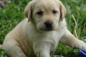 世界十大可愛狗狗排名，二哈柯基上榜，你家裡有嗎？最喜歡哪種？