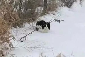 雪天路遇凍僵的貓咪，下車抱起來一把塞懷裡吸貓了麼