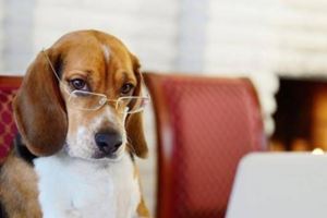 你家的狗狗聰明嗎？　幾個小測驗馬上就知道唷