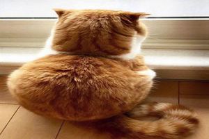 小橘貓留下惆悵背影：他們說我會越長越肥&橘貓：快給朕拿開，這不是朕的兒子