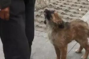 硬漢在街邊抹眼淚：「有人要收養狗狗嗎，它們很聽話，不咬人」