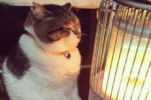 東京低溫創下48年新紀錄，一隻貓因此成網紅，「凍成貓」成熱點