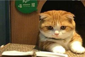 貓咪目不轉睛伏案看書，鏟屎官困惑不已，仔細一看忍不住笑噴&吸貓愛好者福利日本一隻喵星人憑這組餐桌照走紅