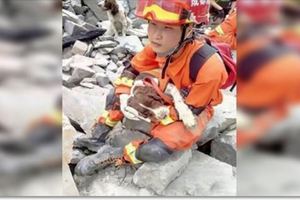 「爺爺級」退役搜救犬重返災區，一天救人10小時累倒睡在救難人員懷裡...