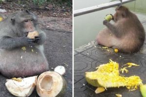 這隻泰國猴子的日常就是「吃遊客給的食物」，結果牠現在竟然痴肥到讓人超擔憂！
