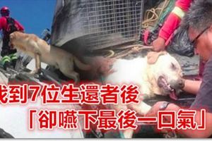 這隻搜救犬在地震災區「竭盡全力搜救」，找到7位生還者後「卻嚥下最後一口氣」！