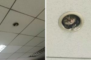 網友說他每天工作都被貓監視著，原來是辦公室裝了一個貓咪攝像頭