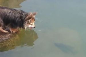 狗狗在池塘邊蟄伏半天只為抓魚，可結局大反轉汪成了獵物