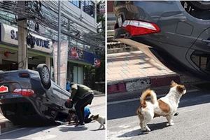 駕駛為閃避汪汪「整輛車翻覆受傷」…牠一臉愧疚「待現場不肯離開」：嗚嗚對不起QQ