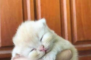 小奶貓趴在手掌上睡著了，好萌，網友：好小啊！