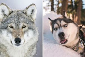「最像狼的狗狗」竟然不是哈士奇！？科學家發布最新結果...網友笑瘋了！