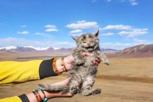 在海拔5千米的地方撿了只貓，網友：這看著像雪豹啊？得報110了