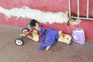 下半身癱瘓的狗狗遭飼主「丟路邊」　獲救後「最後一年」狗生大逆轉