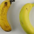 買的香蕉吃不完發黑還發軟？這樣做，能讓香蕉的保質期更久…