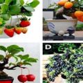 心理測試：四盆水果盆栽選一盤，測你的財運道路是平穩還是起伏？