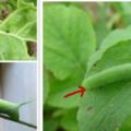 陽台種菜種花長蟲子了怎麼辦，種菜達人教你六個好方法滅蟲