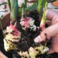 5個步驟教你在花盆裡種出不斷收獲的生薑，基本沒有病蟲害
