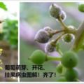 葡萄萌芽、開花、掛果病蟲圖解！齊了防治黑痘病、霜黴病、褐斑病