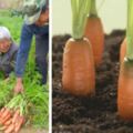 種植胡蘿卜季節到了，掌握這些要點，提高出苗增產幾率