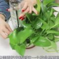 塑料瓶上綁2根筷子，放花盆裡，能解決家裡花草容易乾枯的難題