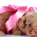 心理測試：哪一隻小狗最可愛？測一測你的性格真的會錯過真愛嗎？