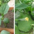 我們也可以在菜園種植水果小黃瓜，產量很高，肉質還鮮嫩