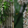 實屬罕見！養了8年的巴西鐵樹開花了，一簇簇花蕾，散發出濃濃的香味