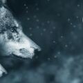 心理測試：哪一匹狼是真正的狼王，測試你的人生能否逆襲？
