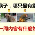 四隻猴子，哪只最有靈性？測你一周內會有什麼好運？