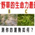 心理測試：哪片野草的生命力最旺盛，測你的運勢如何？