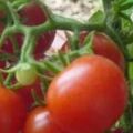 番茄種植，潰瘍病傳播快，危害大，難以控制，該如何進行防治呢？
