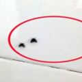 不是蚊子！浴室飛滿「黑色小蟲」超擾民　專家驚「不要隨便出掌」後果不得了