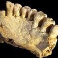 人類年齡不只30萬歲！　以色列出土頜骨再「刷新」歷史！