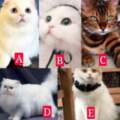 你覺得哪個貓咪最好看，測你在乎的Ta是否真的在乎你？