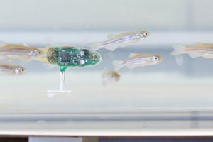 【魚樂無窮】AI機械魚融入魚群　學做一條真魚