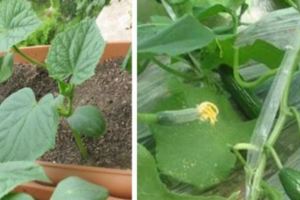 我們也可以在菜園種植水果小黃瓜，產量很高，肉質還鮮嫩
